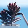 Kalanchoe plant growing in terracotta pot at home