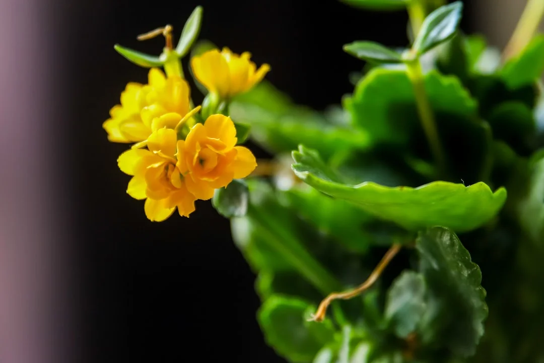Kalanchoe plant growing in terracotta pot at home — kalanchoe plant indoor outdoor