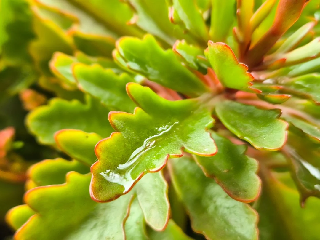 Kalanchoe plant growing in terracotta pot at home — kalanchoe plant care indoors