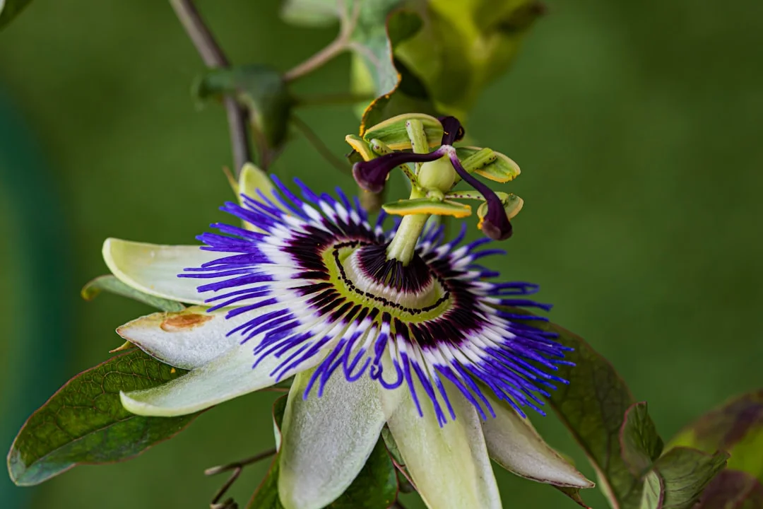 Krishna Kamal plant growing in terracotta pot at home — krishna kamal flower care