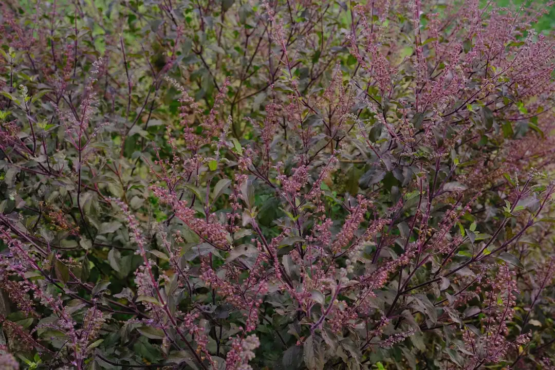 Krishna Tulsi plant growing in terracotta pot at home — seed germination tips faster India