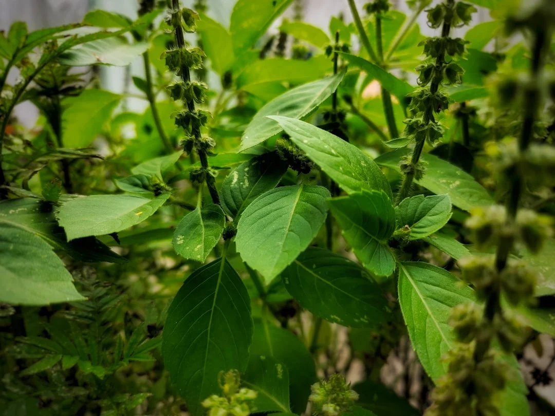 Krishna Tulsi plant growing in terracotta pot at home — seed germination tips faster India