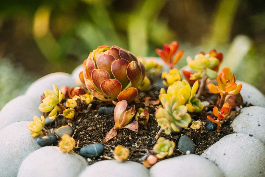 Lithops plant growing in terracotta pot at home — lithops care indoor humidity