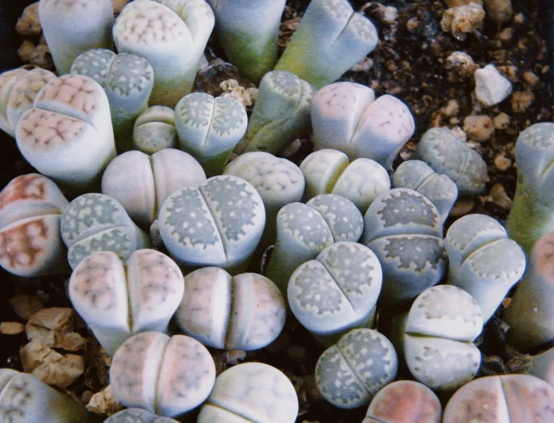 Lithops plant growing in terracotta pot at home — lithops care guide