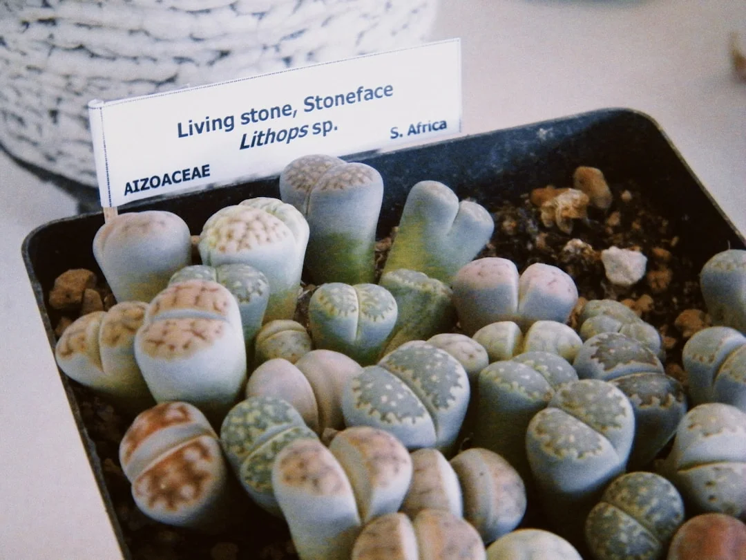 Lithops plant growing in terracotta pot at home — lithops care guide