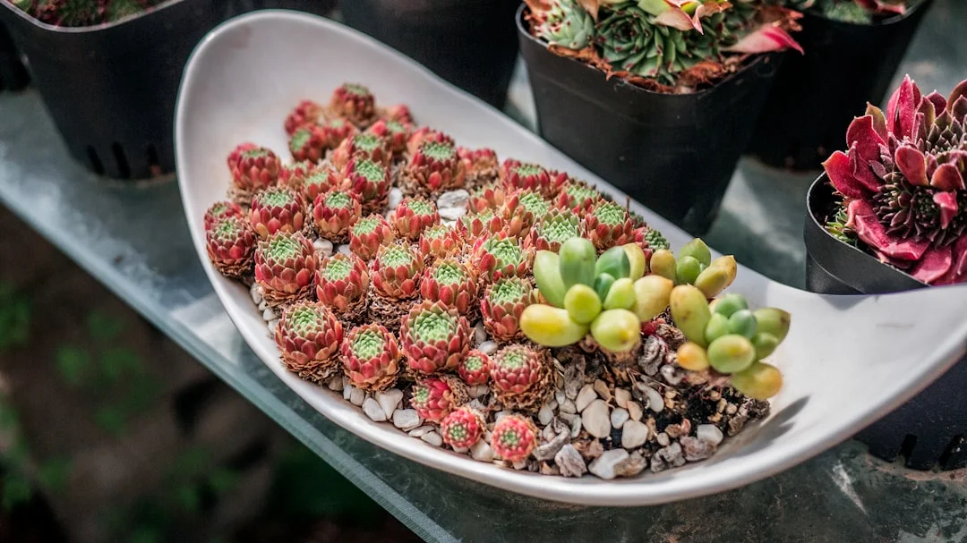 Lithops plant growing in terracotta pot at home — lithops care indoor humidity