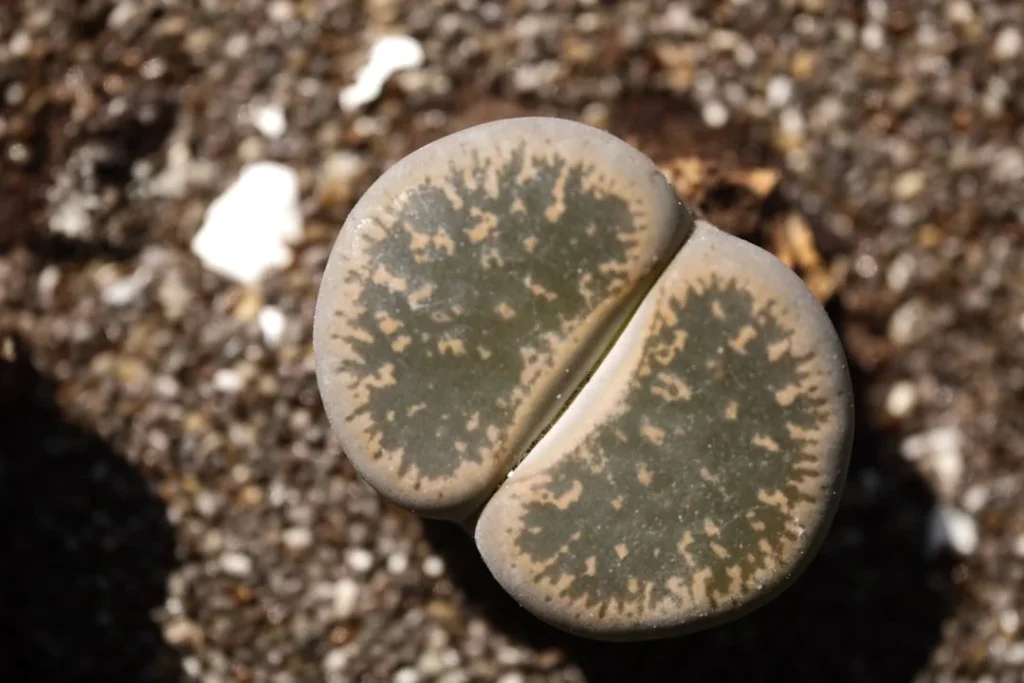 Lithops plant growing in terracotta pot at home