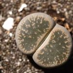 Lithops plant growing in terracotta pot at home
