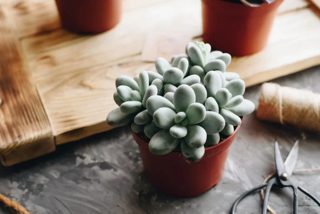 Lithops plant growing in terracotta pot at home