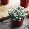 Lithops plant growing in terracotta pot at home
