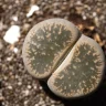 Lithops plant growing in terracotta pot at home
