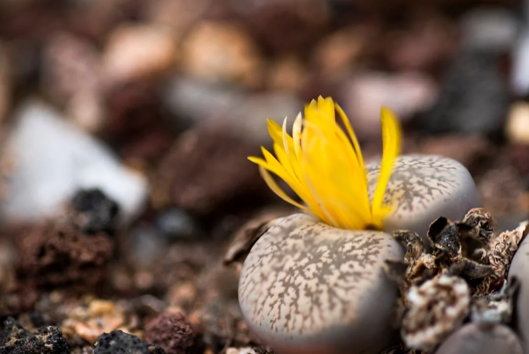Lithops plant growing in terracotta pot at home — lithops care guide
