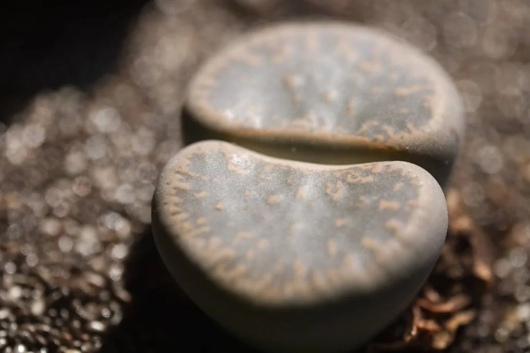 Lithops (Living Stones) plant growing in terracotta pot at home — lithops care indoors