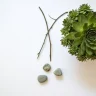 Lithops (Living Stones) plant growing in terracotta pot at home