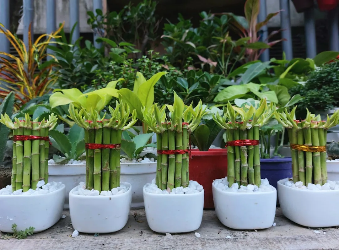 Lucky Bamboo plant growing in terracotta pot at home — lucky bamboo vastu benefits