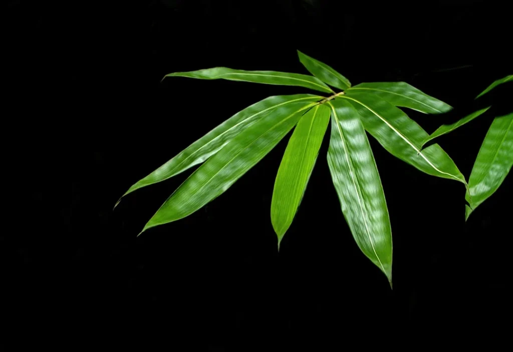 Lucky Bamboo plant growing in terracotta pot at home