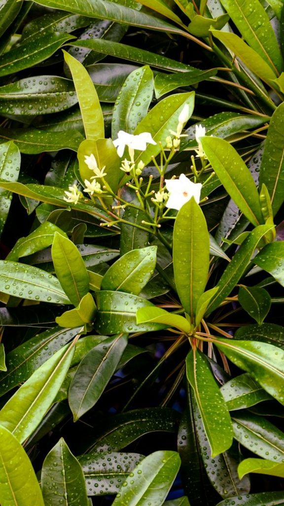 Night Jasmine Uses: Complete Visual Guide