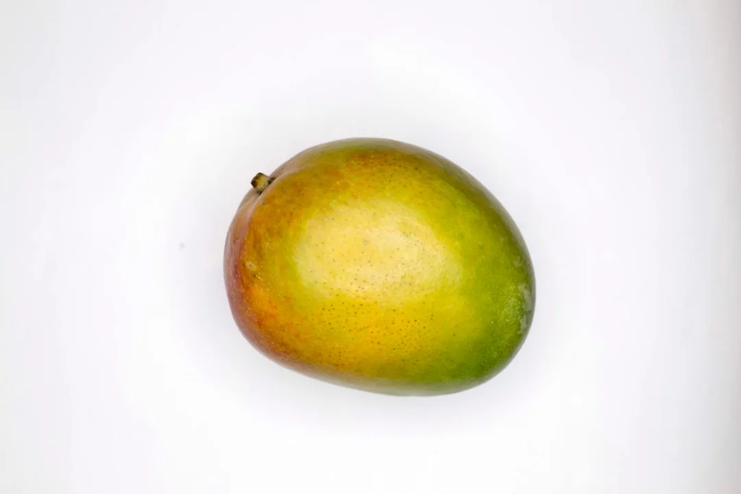 Mango Tree plant growing in terracotta pot at home — mango tree grow pot home