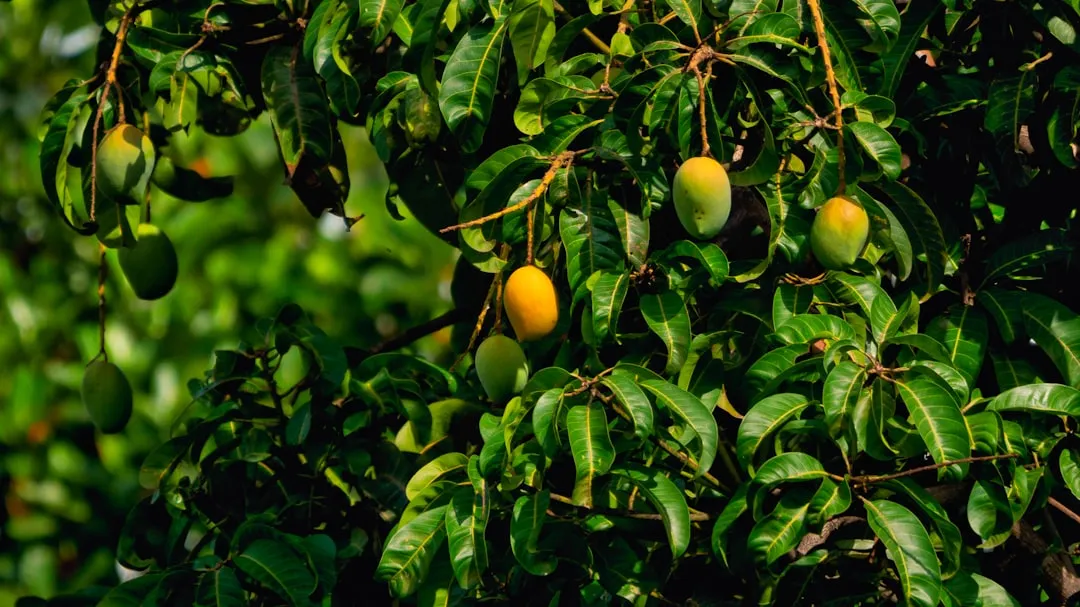 Mango Tree plant growing in terracotta pot at home — mango tree grow pot home