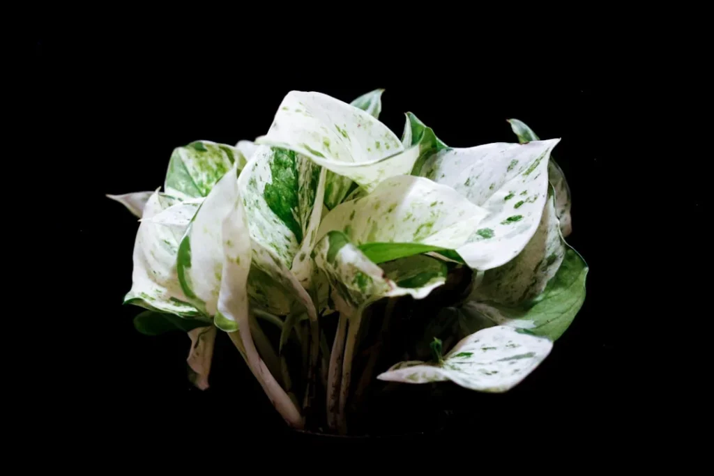 Marble Queen Pothos plant growing in terracotta pot at home