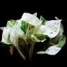 Marble Queen Pothos plant growing in terracotta pot at home