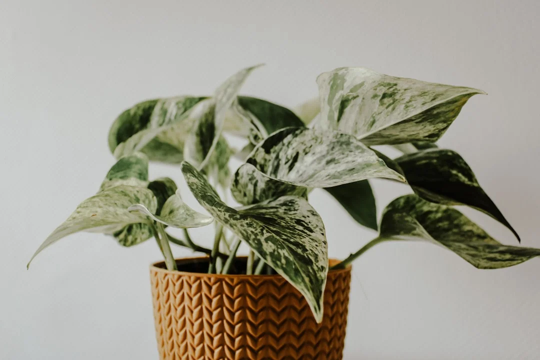 Marble Queen Pothos plant growing in terracotta pot at home — marble queen pothos care
