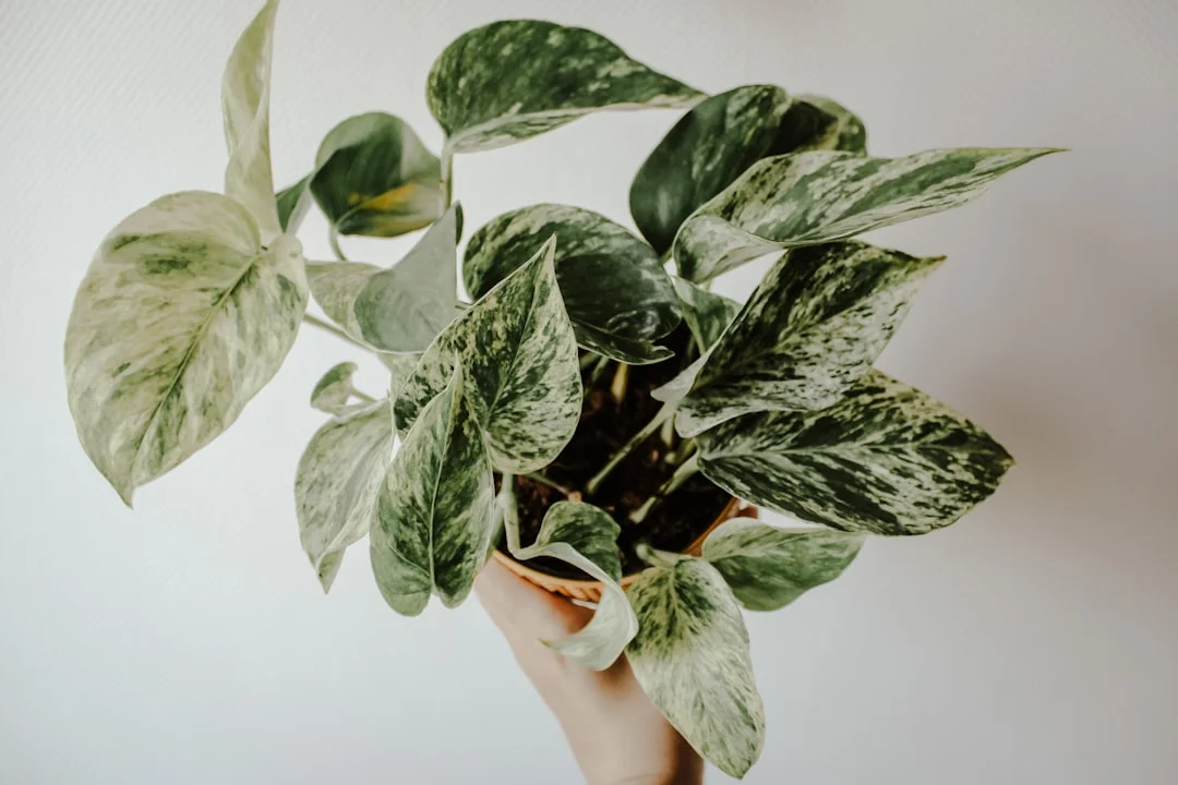 Marble Queen Pothos plant growing in terracotta pot at home — marble queen pothos care