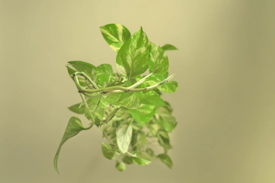 Marble Queen Pothos plant growing in terracotta pot at home — marble queen pothos care
