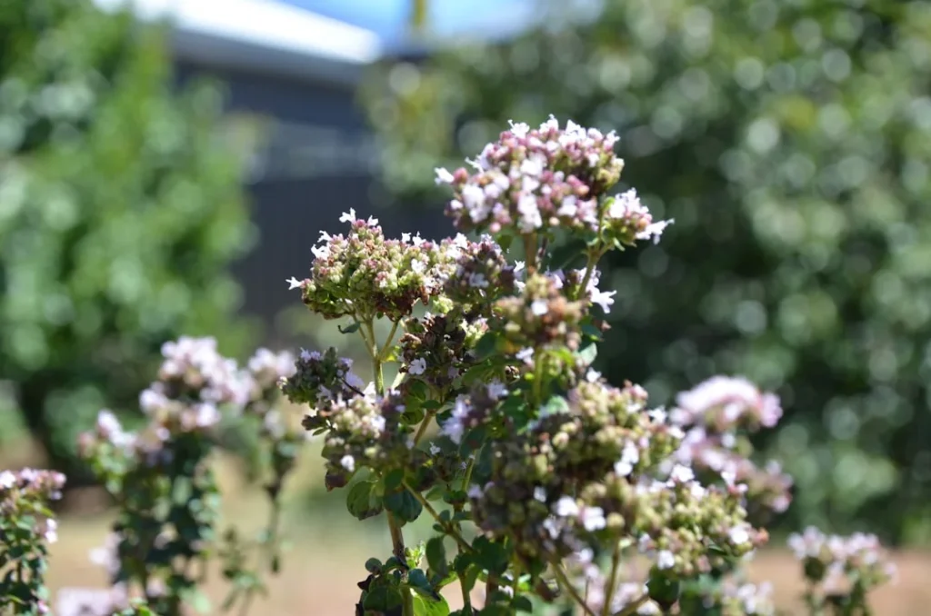 Marwa plant growing in terracotta pot at home
