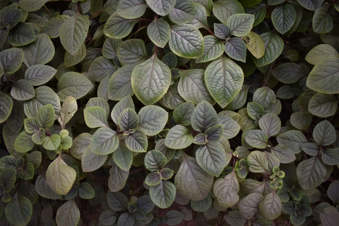 Marwa plant growing in terracotta pot at home — marua plant benefits kadha