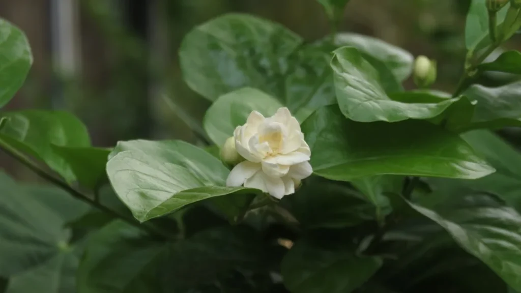 Mogra plant growing in terracotta pot at home