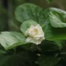Mogra plant growing in terracotta pot at home
