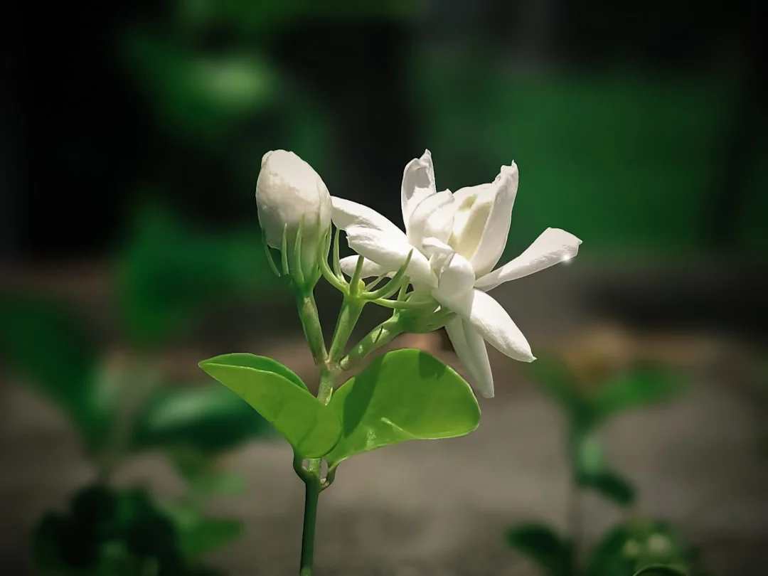 Mogra plant growing in terracotta pot at home — mogra plant care tips
