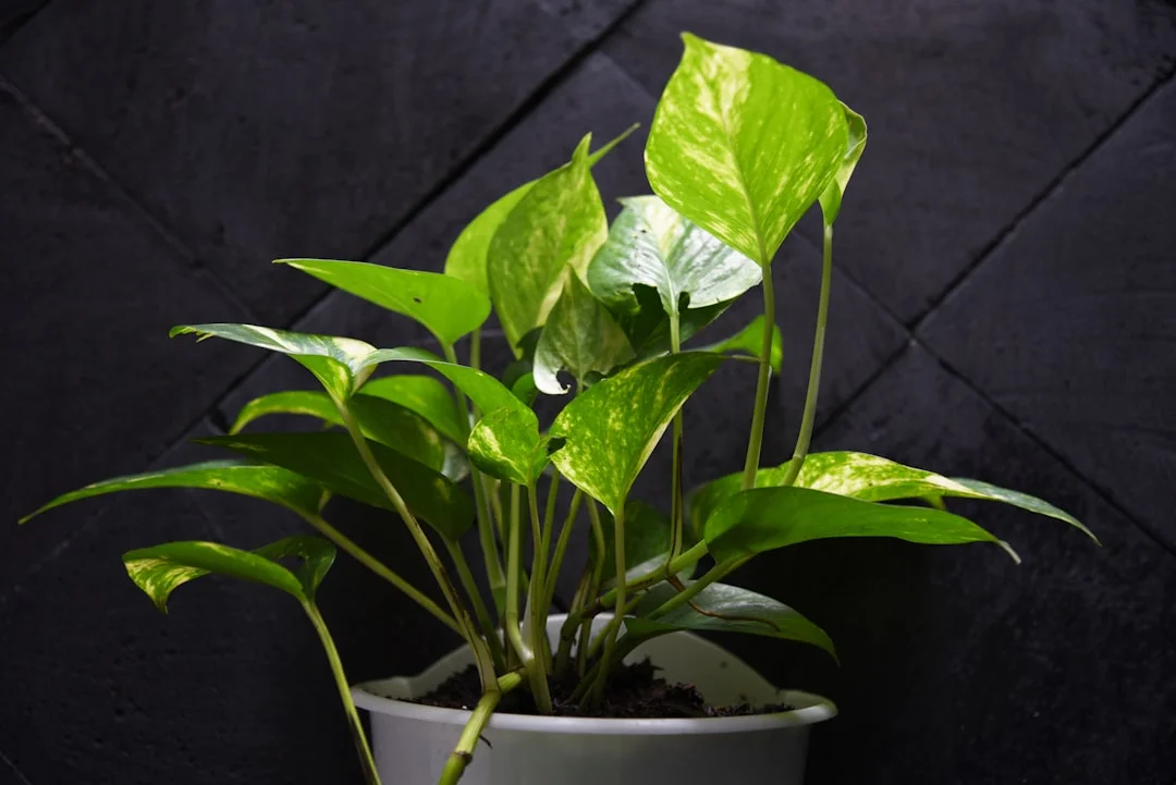 Money Plant plant growing in terracotta pot at home — money plant yellow leaves fix monsoon