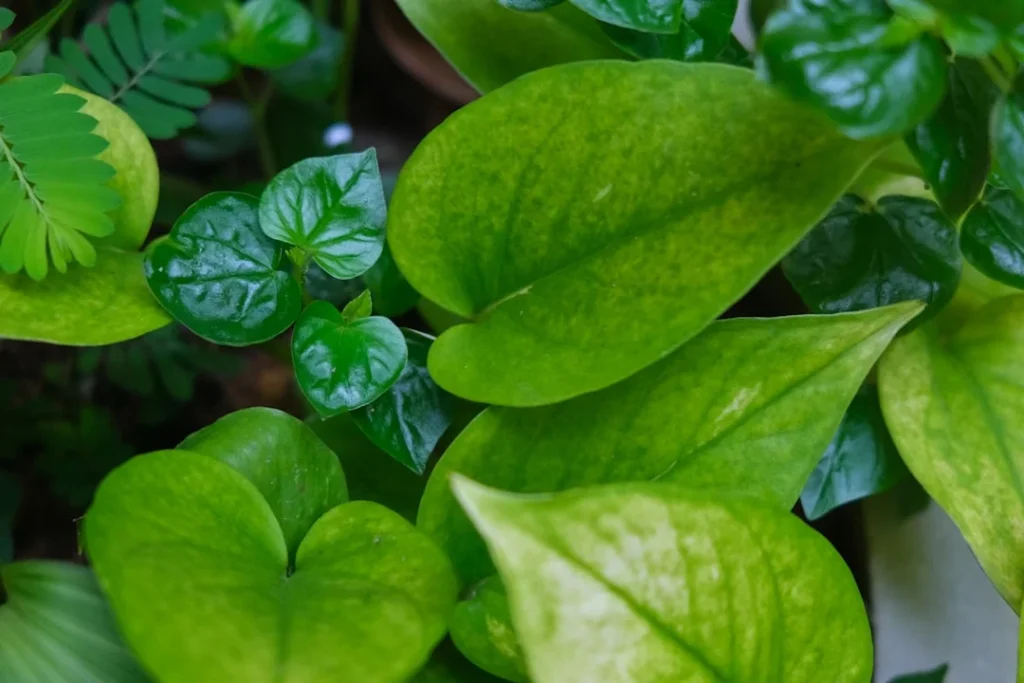 Money Plant plant growing in terracotta pot at home