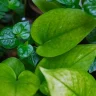 Money Plant plant growing in terracotta pot at home