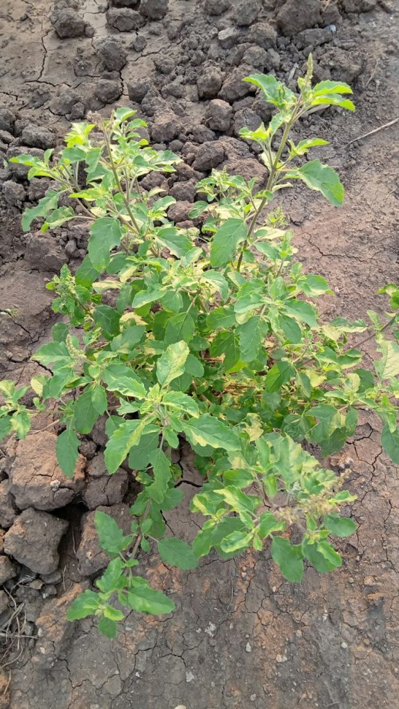 a small plant growing out of the ground