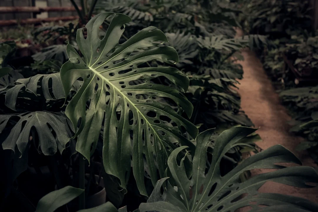 Monstera plant growing in terracotta pot at home — monstera plant indoor care mistakes