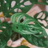 Broken Heart Plant (Monstera adansonii) plant