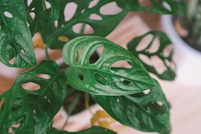 Broken Heart Plant (Monstera adansonii) plant