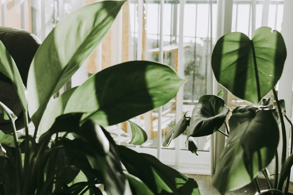 Monstera Plant plant growing in terracotta pot at home