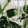 Monstera Plant plant growing in terracotta pot at home