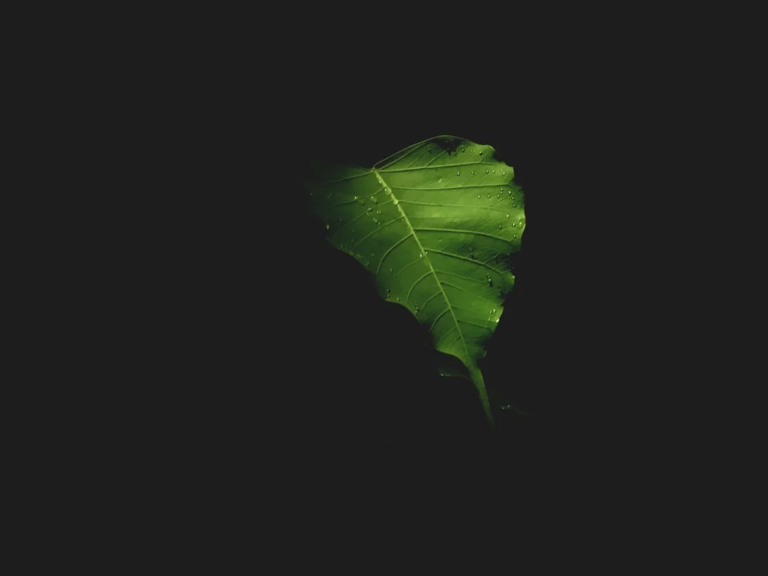 Peepal Tree plant growing in terracotta pot at home — peepal tree benefits oxygen