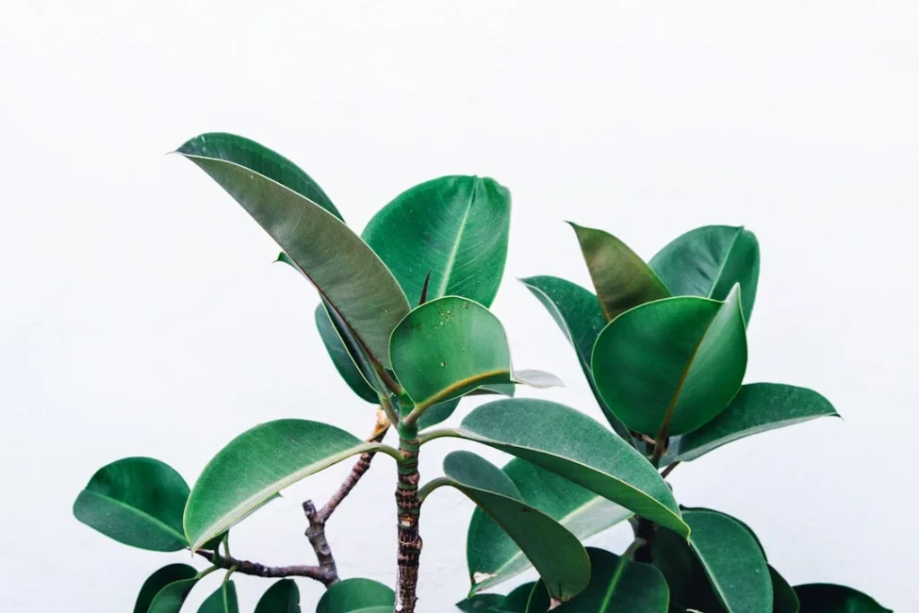 Peepal Tree plant growing in terracotta pot at home