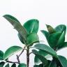 Peepal Tree plant growing in terracotta pot at home