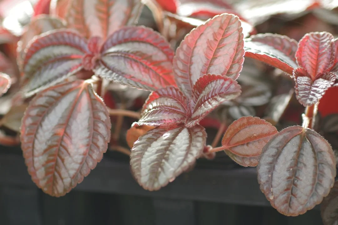 Peperomia plant growing in terracotta pot at home — peperomia plant care tips