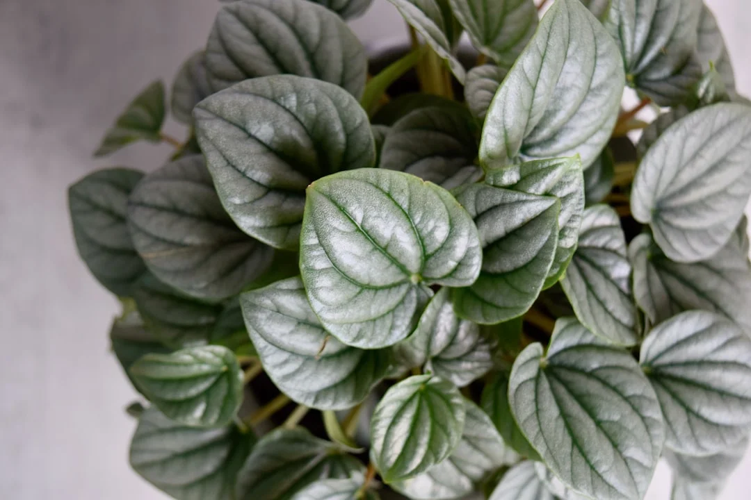 Peperomia plant growing in terracotta pot at home — peperomia plant care