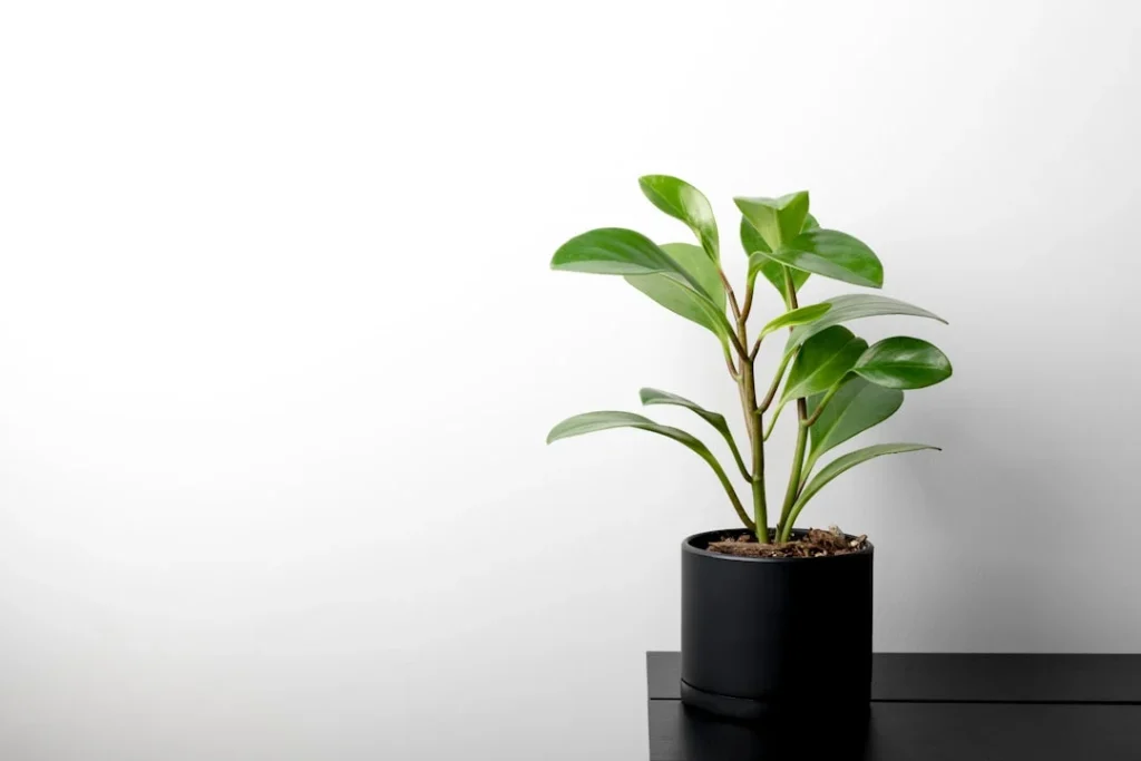 Peperomia plant growing in terracotta pot at home