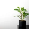 Peperomia plant growing in terracotta pot at home