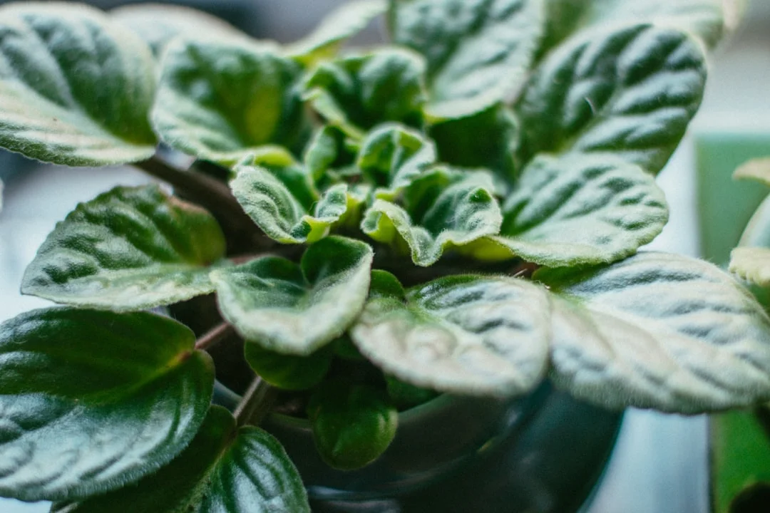 Peperomia plant growing in terracotta pot at home — peperomia plant care